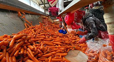 Tarlada kilosu 8 lira olan havuç pazarda 45 lira