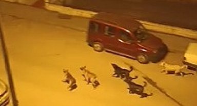 Ankara'da mahalleli başıboş köpekler nedeniyle geceleri uyuyamıyor