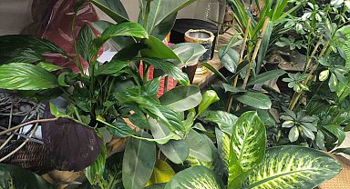 Saksı çiçeklerinde böceklenme tehlikesi