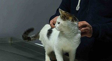 Ankara'da sahibinin otoparktaki aracında 2 gün kilitli bıraktığı kedi sahiplendirilecek