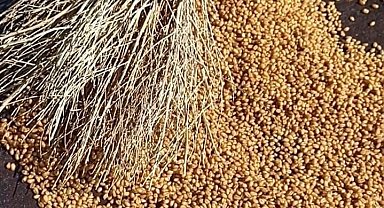 Karapınar Kavurgası, coğrafi işaretli ürün oldu