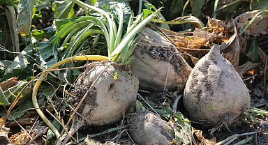 Konya Şeker 6 milyar 272 milyon 593 bin lira pancar bedeli ödemesi yapıyor