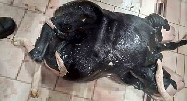 Konya'da 6 ayaklı ve 2 başlı buzağı doğdu