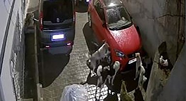 Mamak'ta park halindeki araca saldıran köpekler kameralara yansıdı