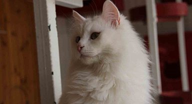 Safkan Ankara kedisinin 8 kuşaktan beri soyağacı tutuluyor