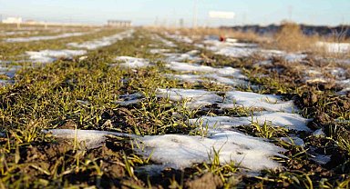 Yağış azlığı hububatta verim ve kalitede düşüşe sebep olabilir