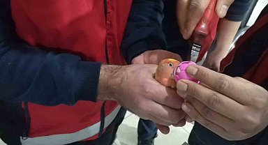 Gagasına top sıkışan papağanı itfaiye kurtardı