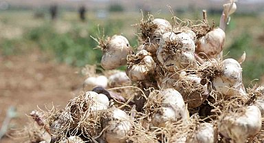 İspanya'dan Aksaray'a sarımsak yatırımı