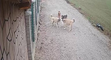 Kayıp olarak aranan kedi "Mia"nın köpekler tarafından telef edildiği ortaya çıktı