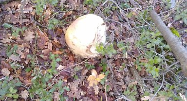 Konya'da bulunan kafatasıyla ilgili çalışmalar sürüyor