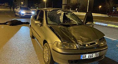 Otomobil başıboş ata çarptı: Sürücü yaralandı, at telef oldu