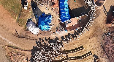 Süt kuzularının anneleriyle buluşma anı dron ile görüntülendi