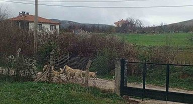 Akpınar halkı başıboş köpeklerden tedirgin