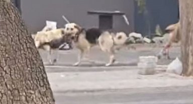 Konya'da sahipsiz köpekler kediyi parçaladı