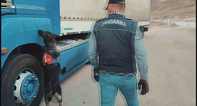 Sigara kaçakçıları tütün tespit köpeğinden kaçamadı