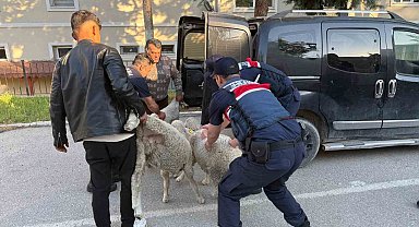 Ankara'da koyun hırsızı yakalandı
