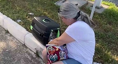 Kadın sürücü önce ağlayıp şoka girdi, sonra kedisine su verdi
