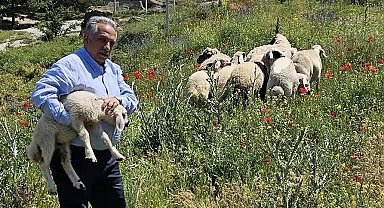 Bulunan küçükbaş hayvanlar Talas Belediyesi'nde koruma altına alındı
