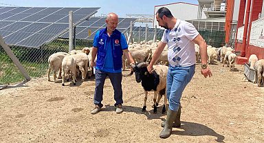 Cumhurbaşkanı Erdoğan'ın TDV'ye vekalet verdiği kurban Konya'da kesildi
