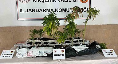 Kırşehir'de uyuşturucu operasyonu: 40 kök kenevir ele geçirildi