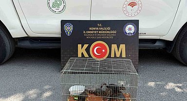 Konya'da yasadışı sincap ticaretine operasyon