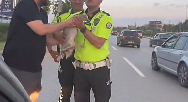Otoyola atlayan ördek, duyarlı vatandaşlar ve trafik polislerinin müdahalesi ile kurtarıldı