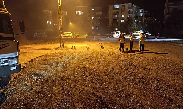 Beypazarı'nda kümes yangını: 41 tavuk telef oldu