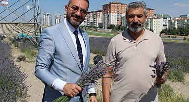 Çiftçilere örnek olması için ekilen lavantanın 4. hasadı yapıldı