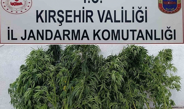 Kırşehir'de 48 kök kenevir ele geçirildi