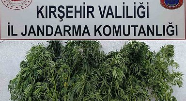 Kırşehir'de 48 kök kenevir ele geçirildi