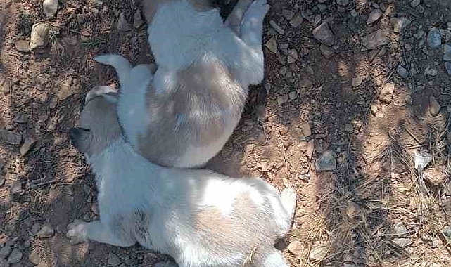 Menfeze sıkışan 2 köpek kurtarıldı