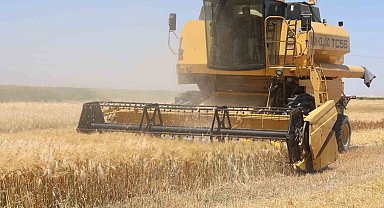 Tarımın başkenti Konya'da hububatta ciddi rekolte kaybı