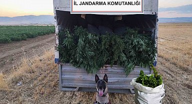 Ankara'da arazilerine skunk eken 2 kişi gözaltına alındı
