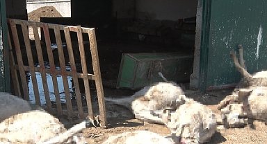 Ankara'da sel besi çiftliğini vurdu: 25 küçükbaş hayvan telef oldu