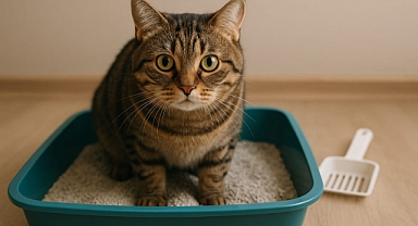 Evcil Dostunuz İçin En Uygun Kedi Kumu Nasıl Seçilir?