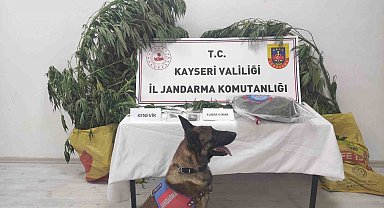 Kayseri'de 7 kök kenevir ele geçirildi: 1 gözaltı