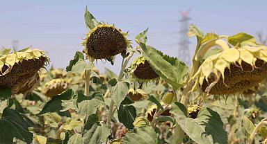 Konya Ovasında ayçiçeğinde yağ kalitesi üst seviyede, yağda sorun görünmüyor