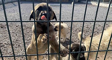 Niğde Valiliği'nden sahipli ve sahipsiz hayvanlara yönelik açıklama