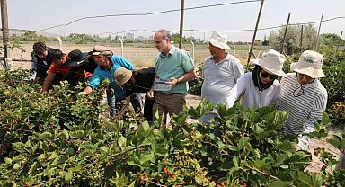 NÖHÜ'de böğürtlen hasadı başladı
