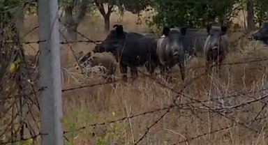 Elmadağ'da tarlada domuz sürüsü görüldü