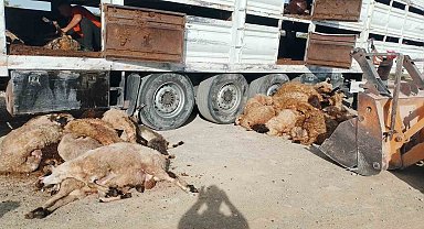 Konya'da devrilen tırdaki 147 küçükbaş hayvan telef oldu