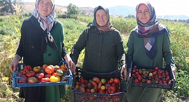 Bu bahçede 55 çeşit domates, 22 çeşit biber üretiliyor