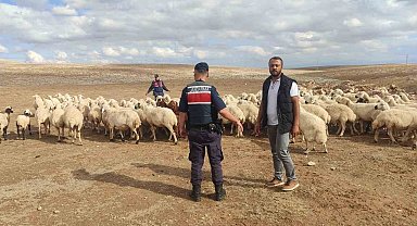 Kayıp küçükbaş hayvanları jandarma buldu