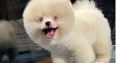 Yavru Pomeranian Satın Almanın En Kolay Yolu