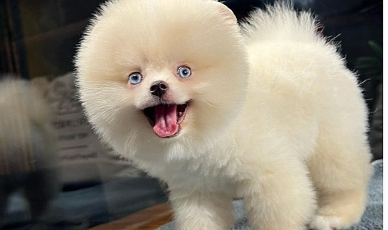 Yavru Pomeranian Satın Almanın En Kolay Yolu