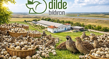 Dilde Bıldırcın Nedir? Karaman Doğal Bıldırcın Üretimi ve Yumurtası Ürünleriyle Karaman’dan Türkiye’ye Yükselen Marka