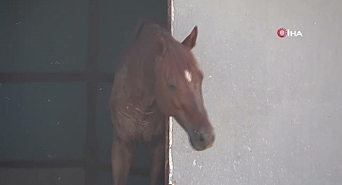 Antalya'da Atın Isırarak Havaya Fırlattığı 3 Yaşındaki Çocuk Yaralandı